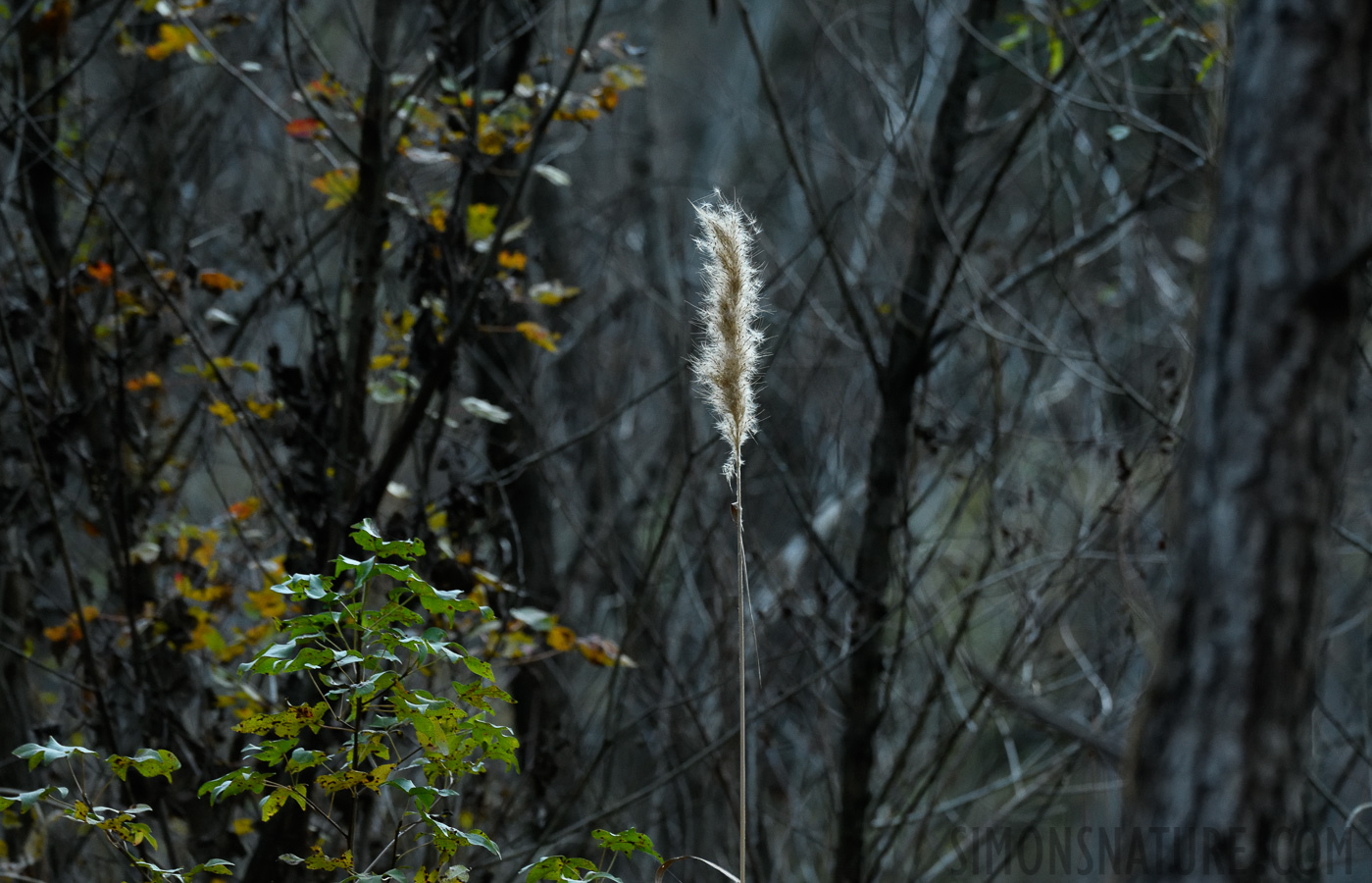 South Carolina [400 mm, 1/160 Sek. bei f / 7.1, ISO 2500]